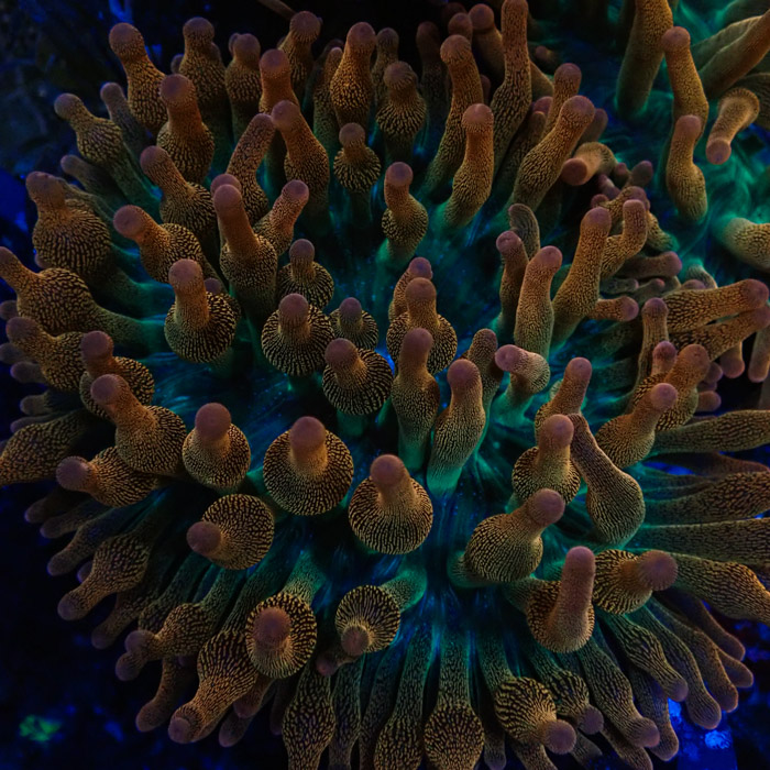 Entacmaea MC Quadricolor Sunburst Entacmaea MC Quadricolor Sunburst