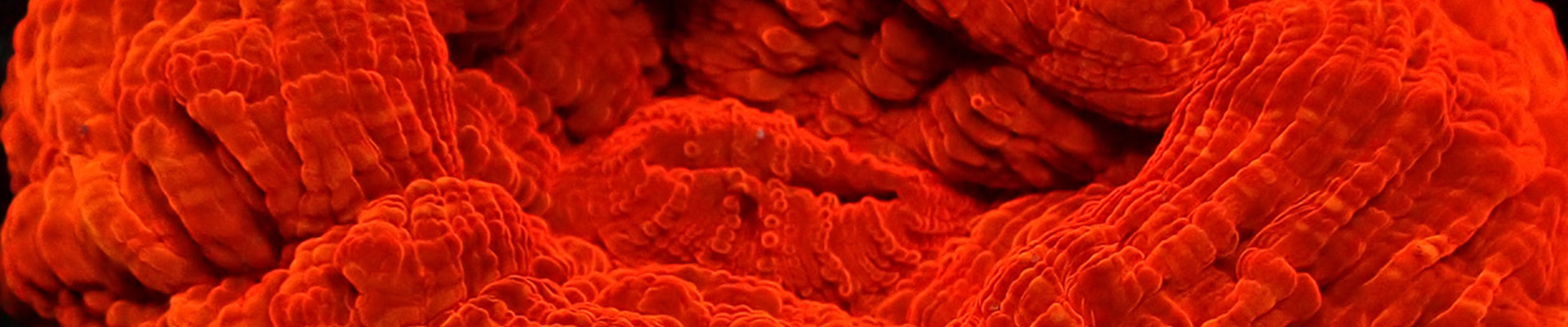 cynarina-kategorie-header Rote Cynarina LPS Koralle – fleischig, rund und intensiv gefärbt