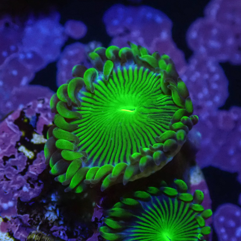 Zoanthus MC Blue Panama Zoanthus MC Blue Panama