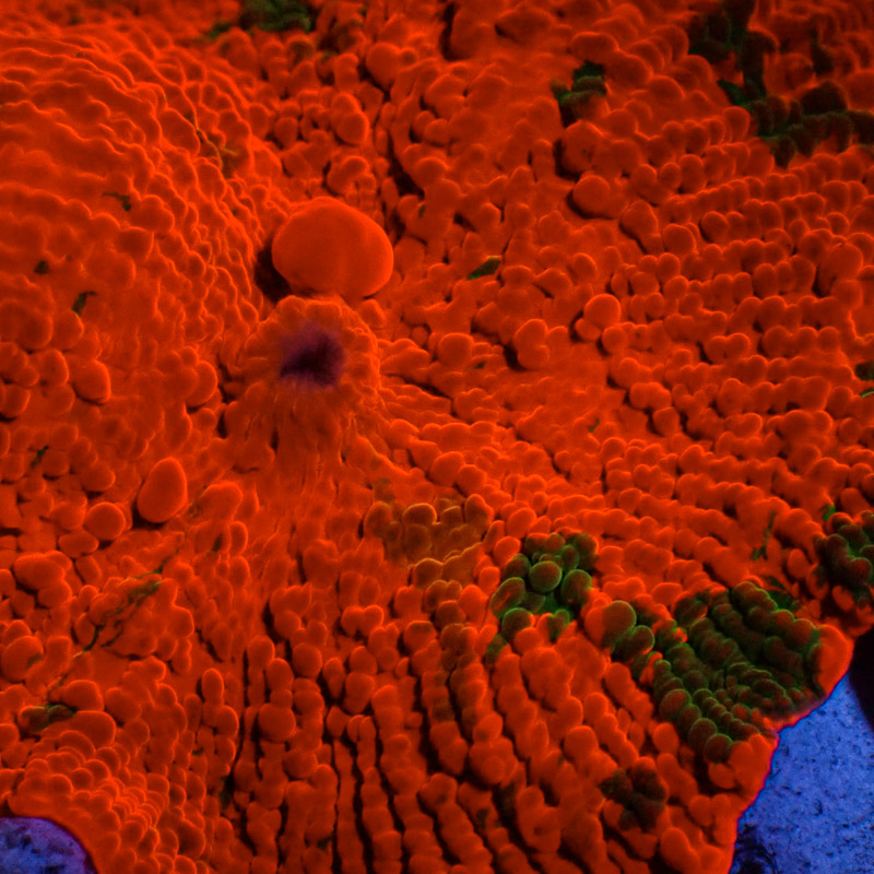 Discosoma Jawbreaker Frag 01 Discosoma Jawbreaker Frag 01