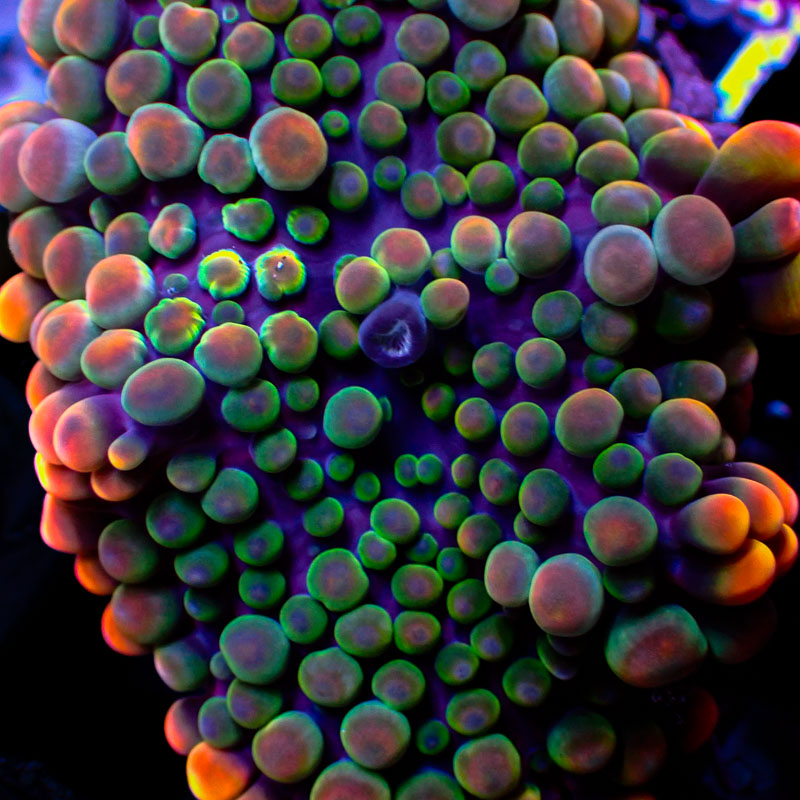 Ricordea Yuma Ricordea Yuma