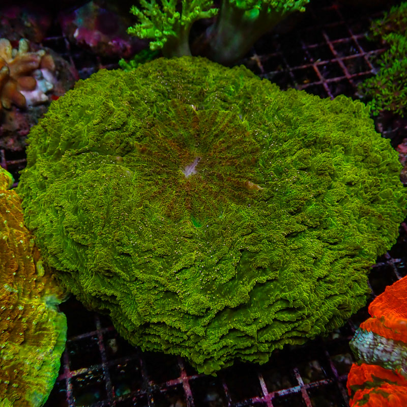 Acanthophyllia Acanthophyllia