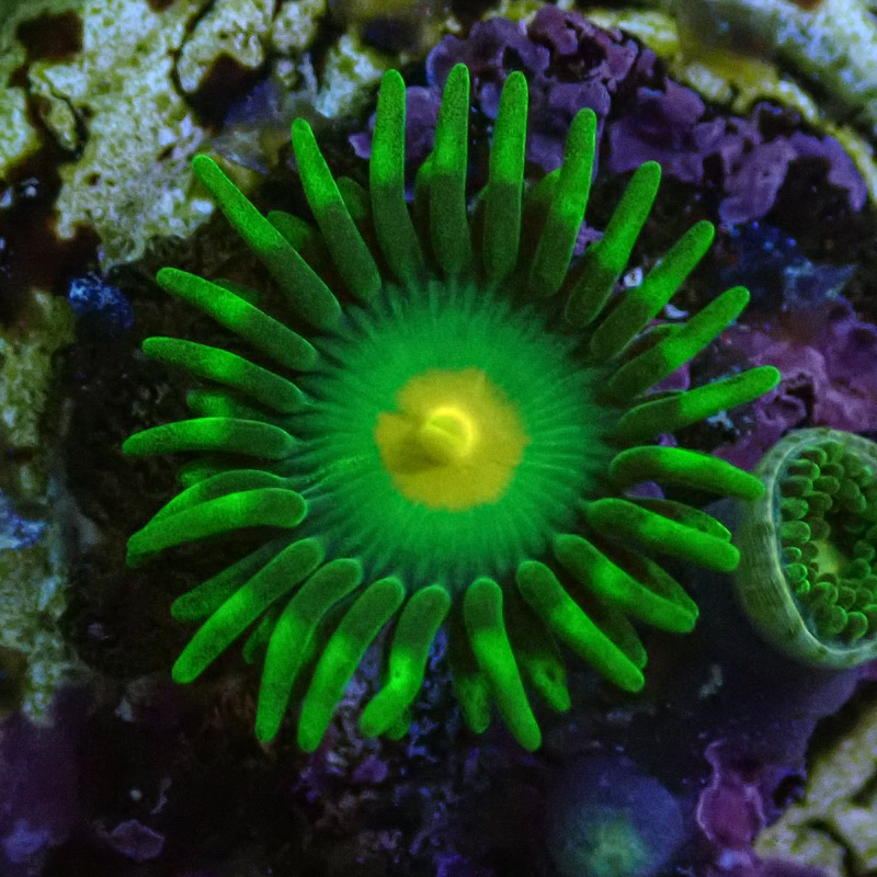 Zoanthus MC Yellow Dot Zoanthus MC Yellow Dot