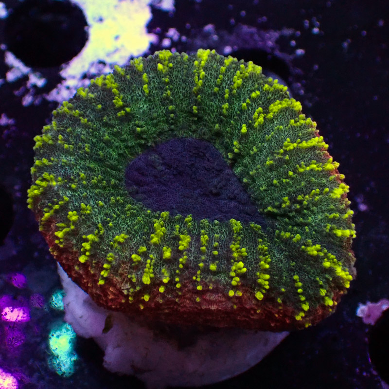 Lobophyllia Lobophyllia