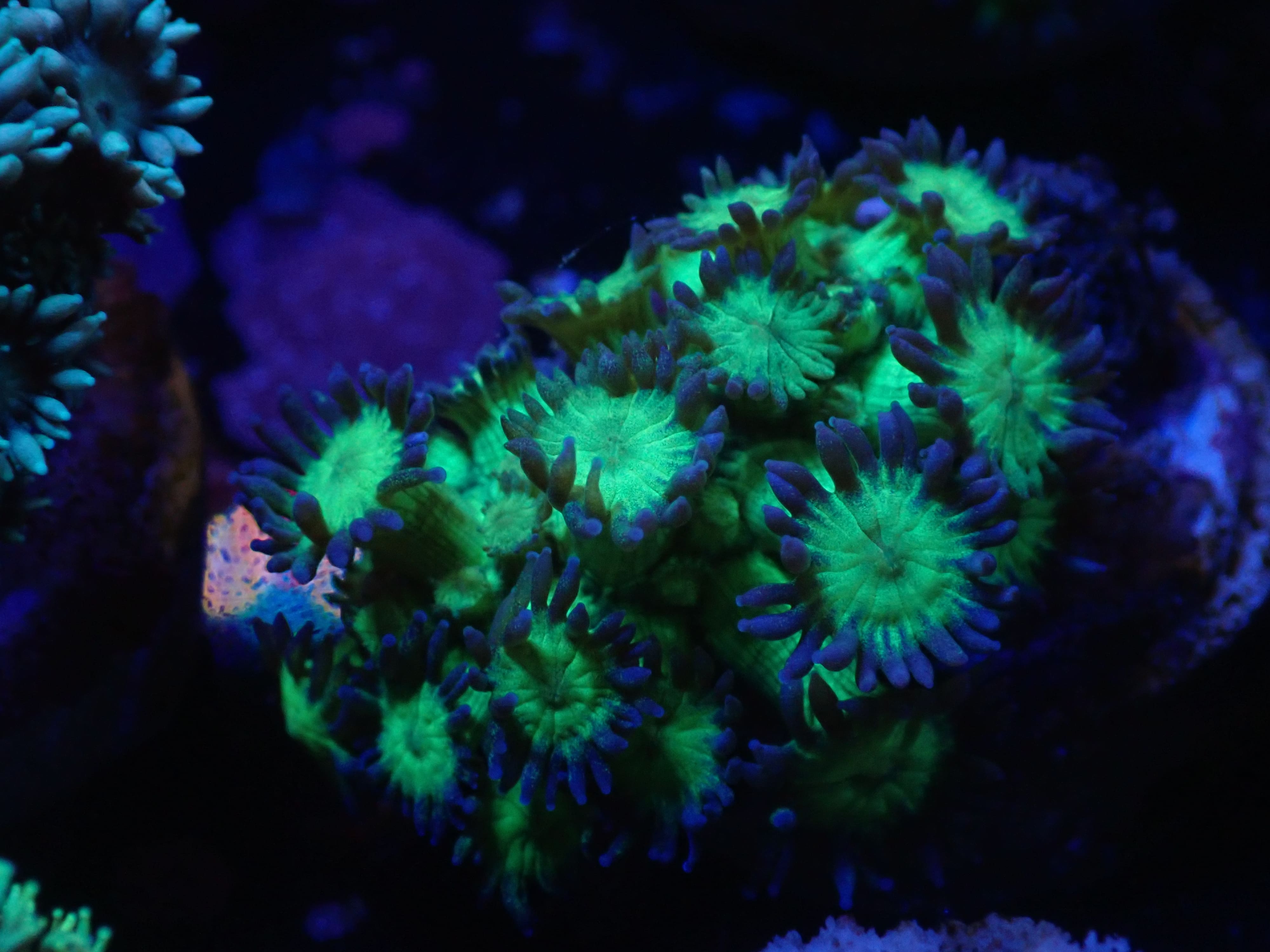 Goniopora Glitter DNZ Goniopora Glitter DNZ