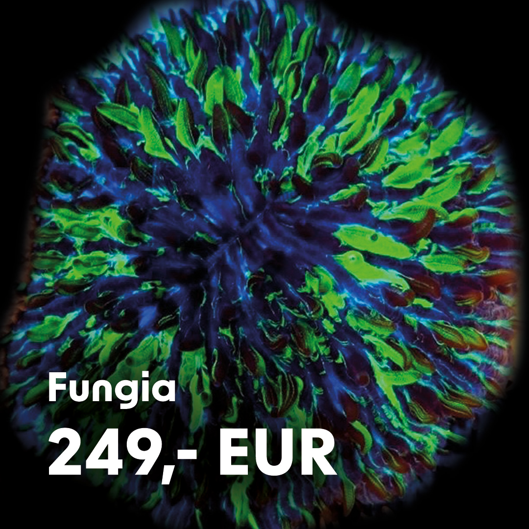 Fungia / extrem selten Fungia / extrem selten