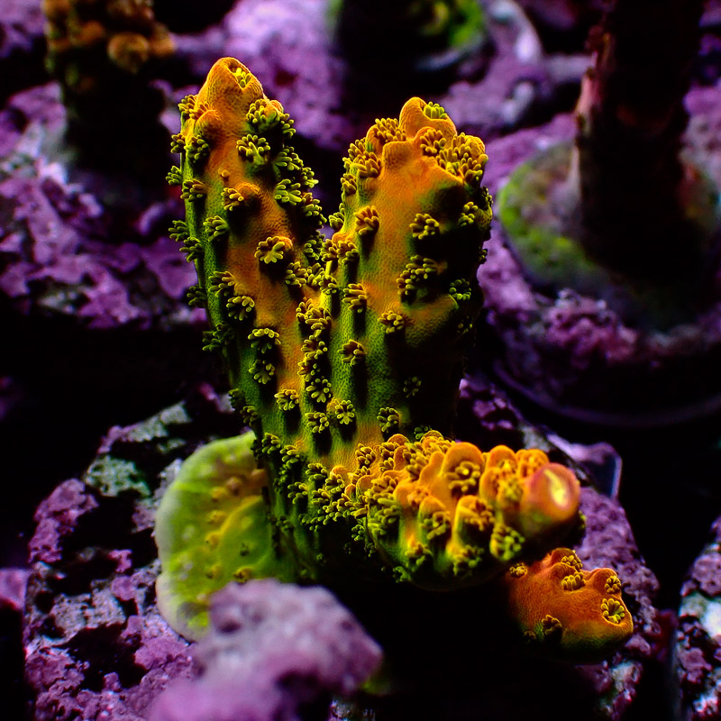 Acropora Jawdropper Orange Frag 01 Acropora Jawdropper Orange Frag 01