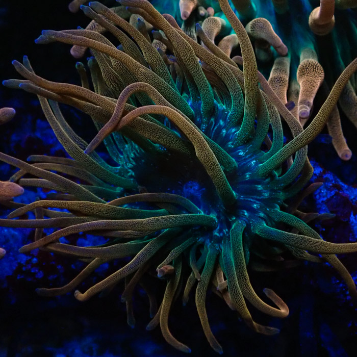 Entacmaea MC Quadricolor Sunburst Entacmaea MC Quadricolor Sunburst