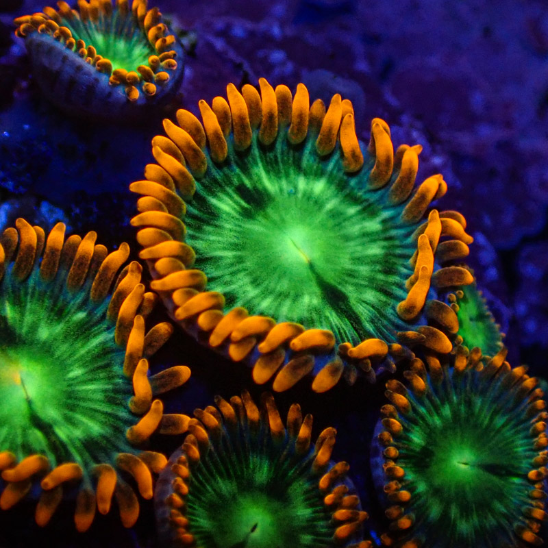 Zoanthus MC Electric Oompa Loompa Zoanthus MC Electric Oompa Loompa