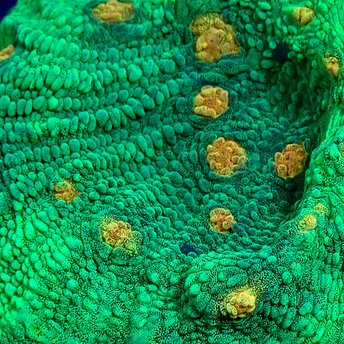 Chalice MC Space Invader Frag 04 Chalice MC Space Invader Frag 04