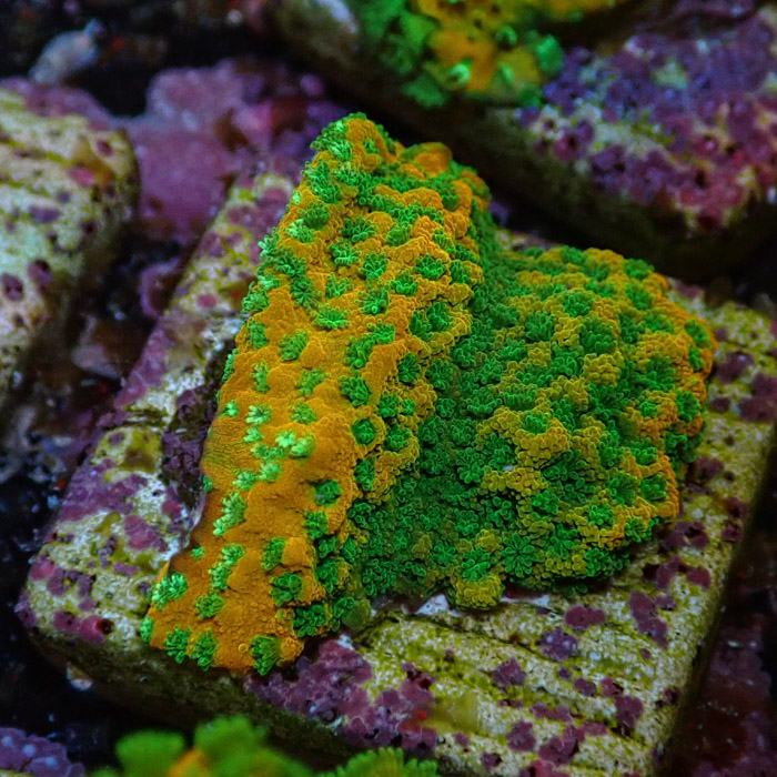 Montipora MC Sweet Tooth Frag 03