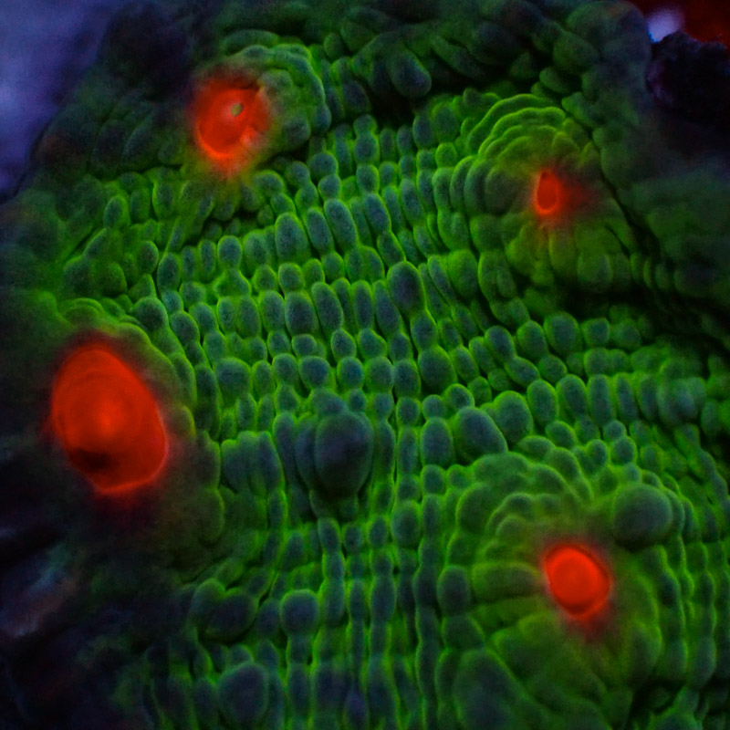 Chalice MC Red Eye Frog Frag 04