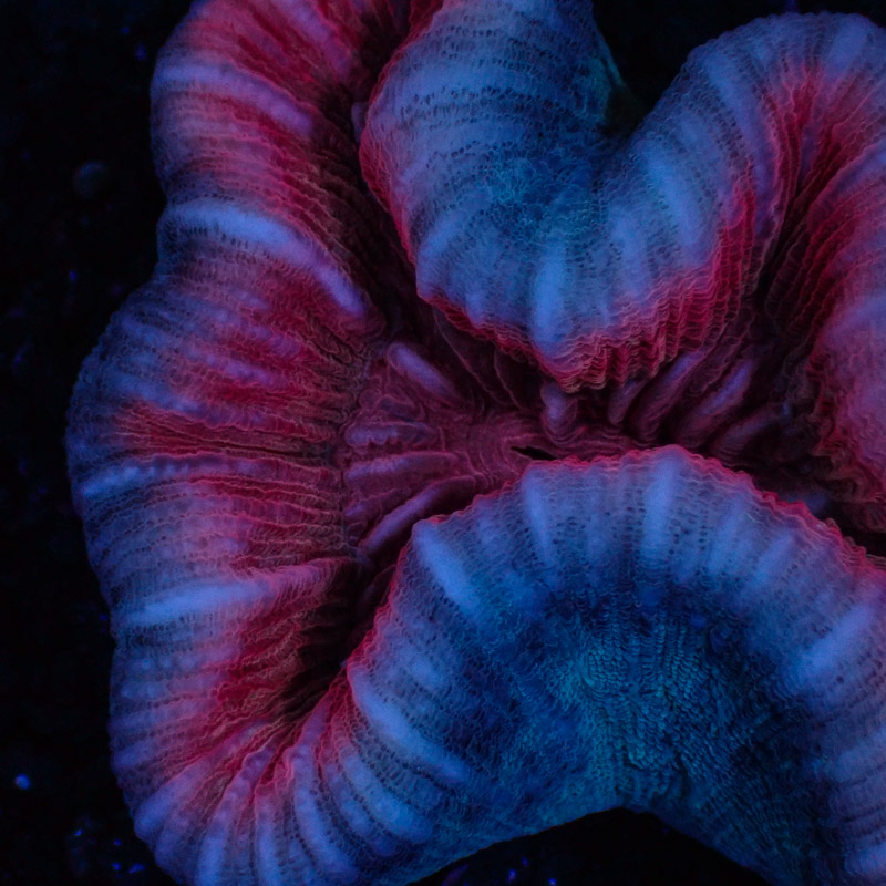 Lobophyllia Lobophyllia