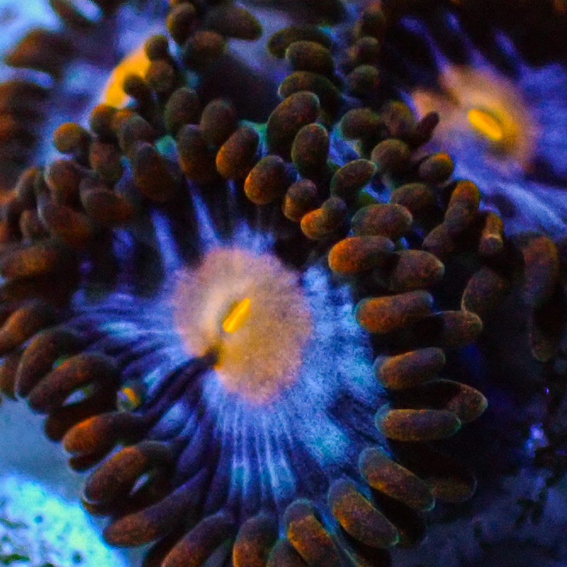 Zoanthus MC Aurora Blaze Zoanthus MC Aurora Blaze