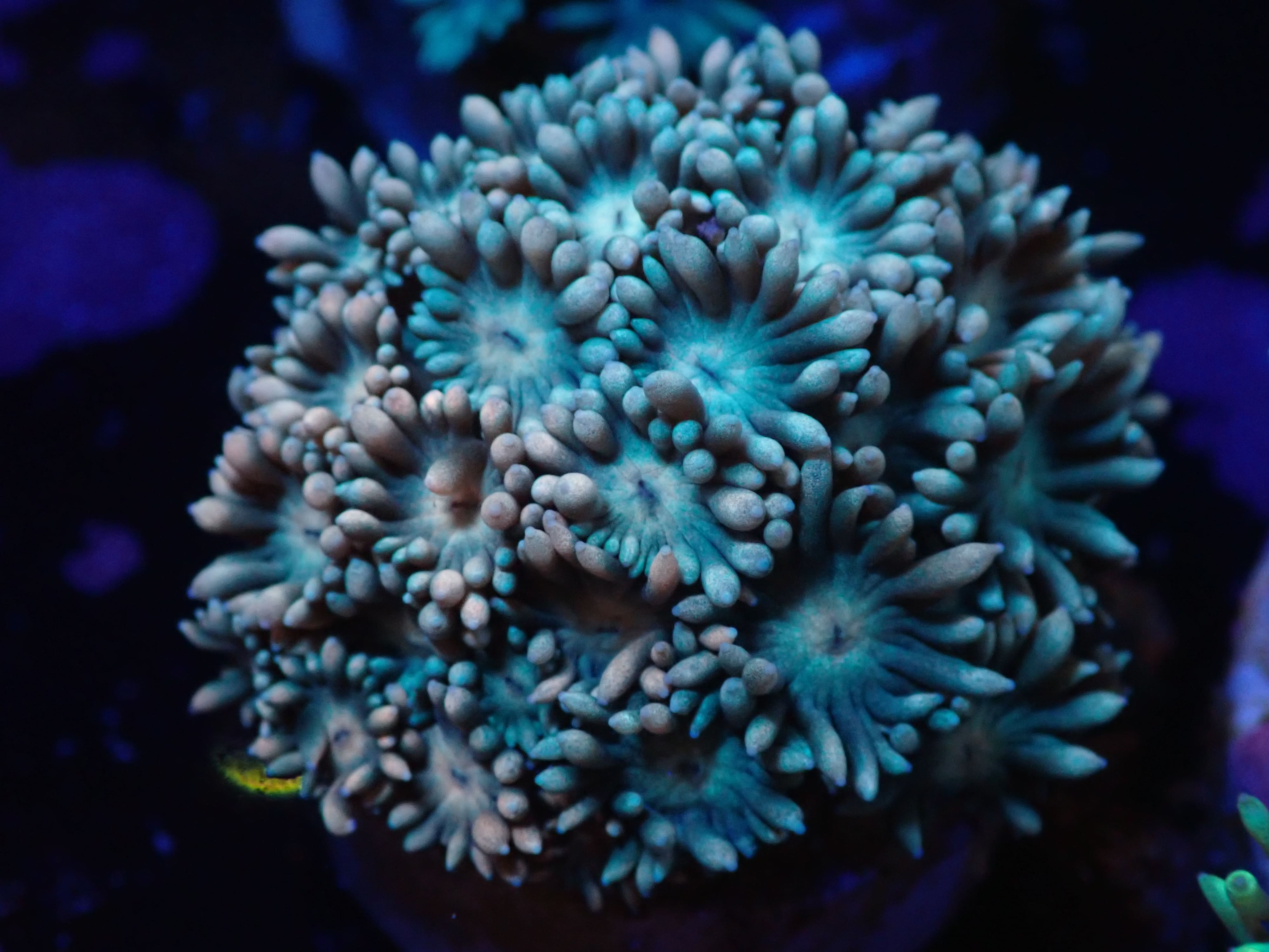 Goniopora rosa hellblau DNZ Goniopora rosa hellblau DNZ