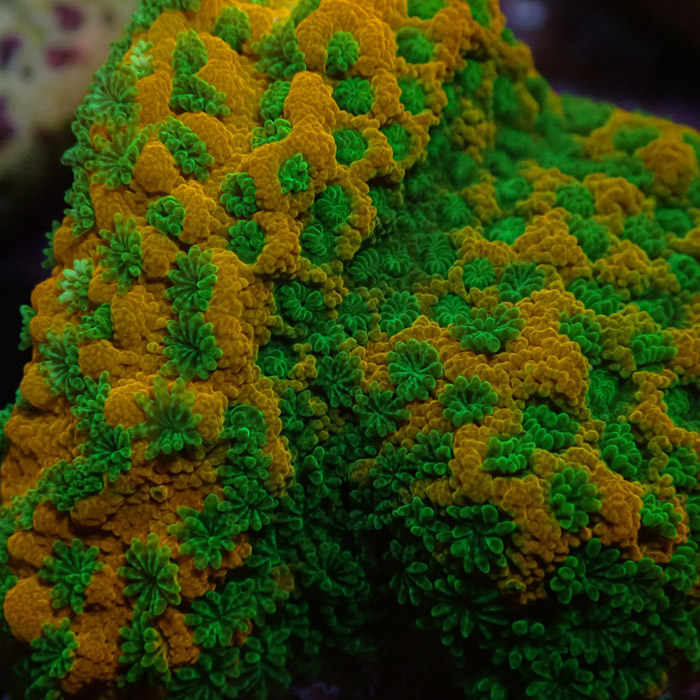 Montipora MC Sweet Tooth Frag 07 Montipora MC Sweet Tooth Frag 07