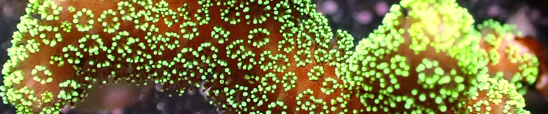 pocillopora-kategorie-header Pocillopora Koralle mit feinverzweigten Ästen in Rosa