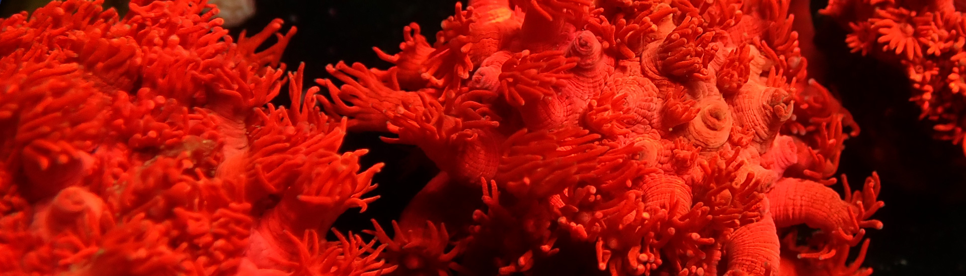 goniopora-whatsapp Farbintensive Goniopora Koralle – ideale Ergänzung für LPS-Liebhaber