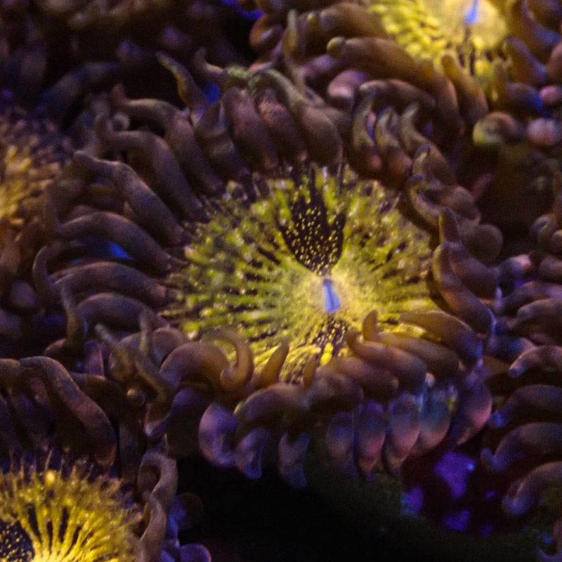 Palythoa MC Reverse Spacemonster Frag 01