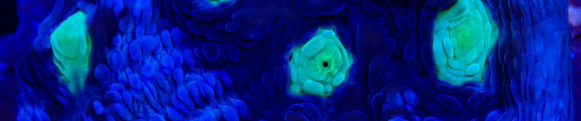 chalice_whatsapp chalice_whatsapp