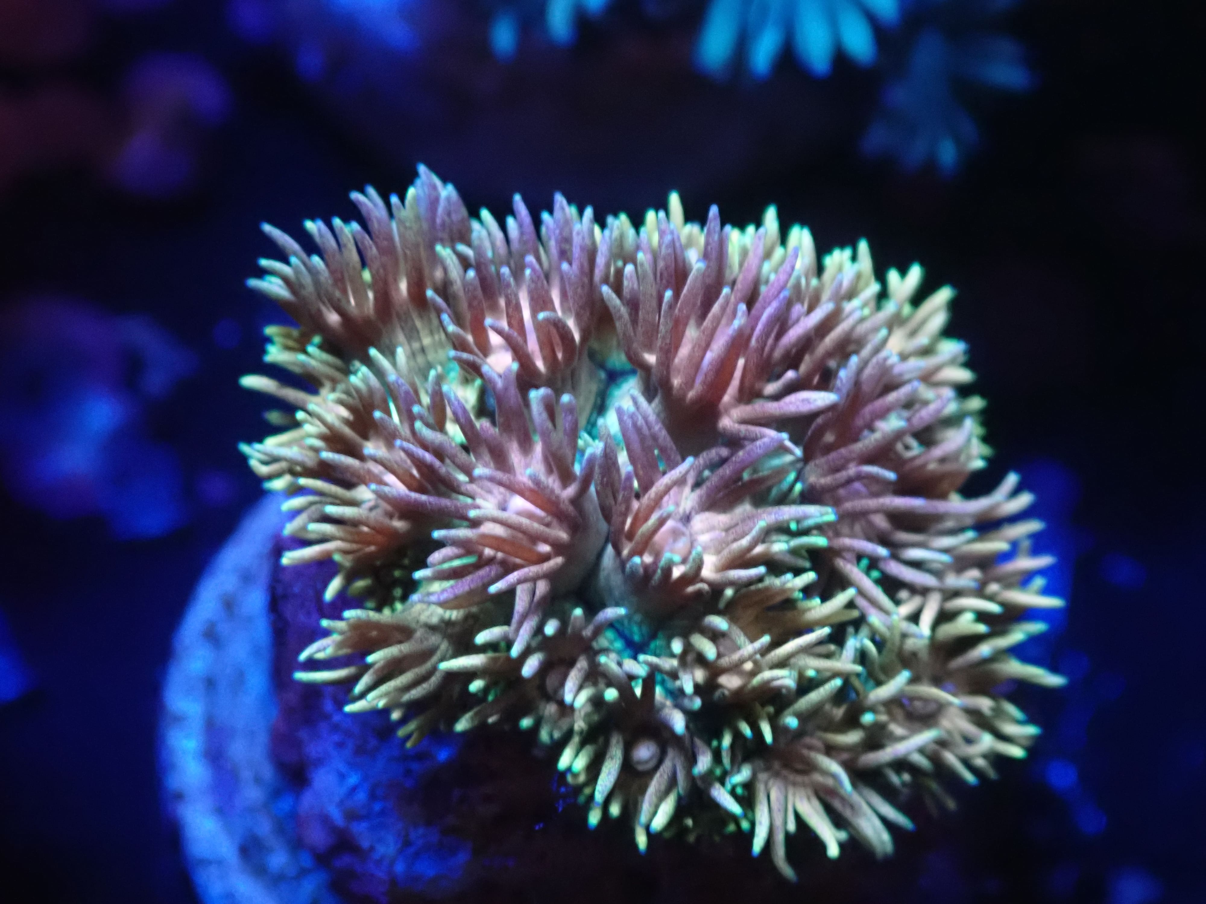 Goniopora Rainbow DNZ Goniopora Rainbow DNZ