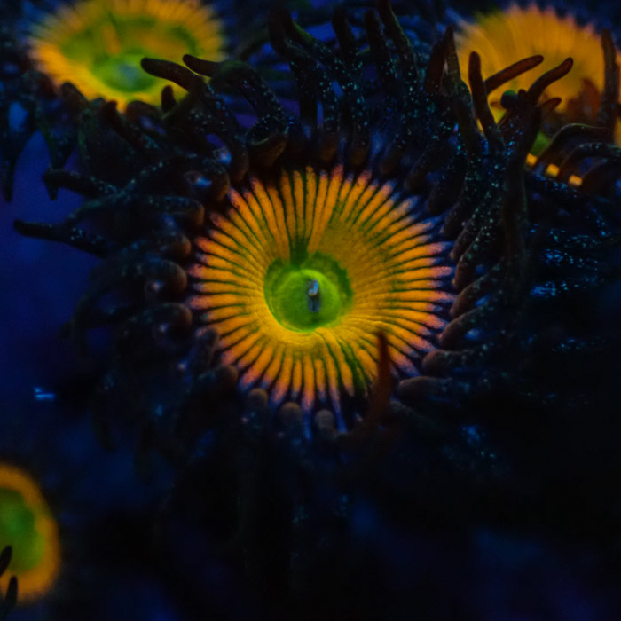 Zoanthus MC Ultra Sunny D.