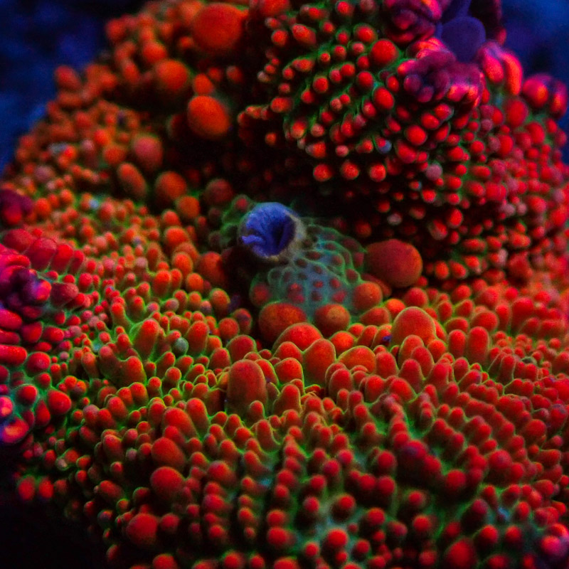 Ricordea Yuma Ricordea Yuma