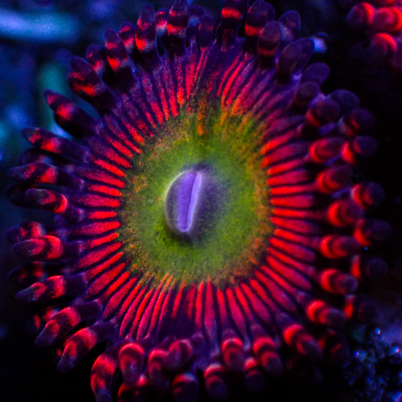 Zoanthus SBB Hephaestus Zoanthus SBB Hephaestus