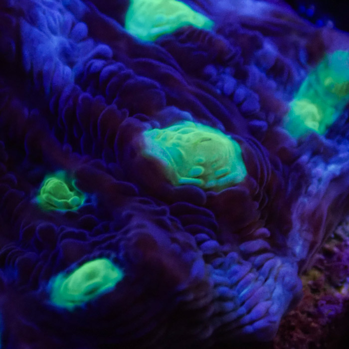 Chalice MC Chernobyl Frag 03 Chalice MC Chernobyl Frag 03