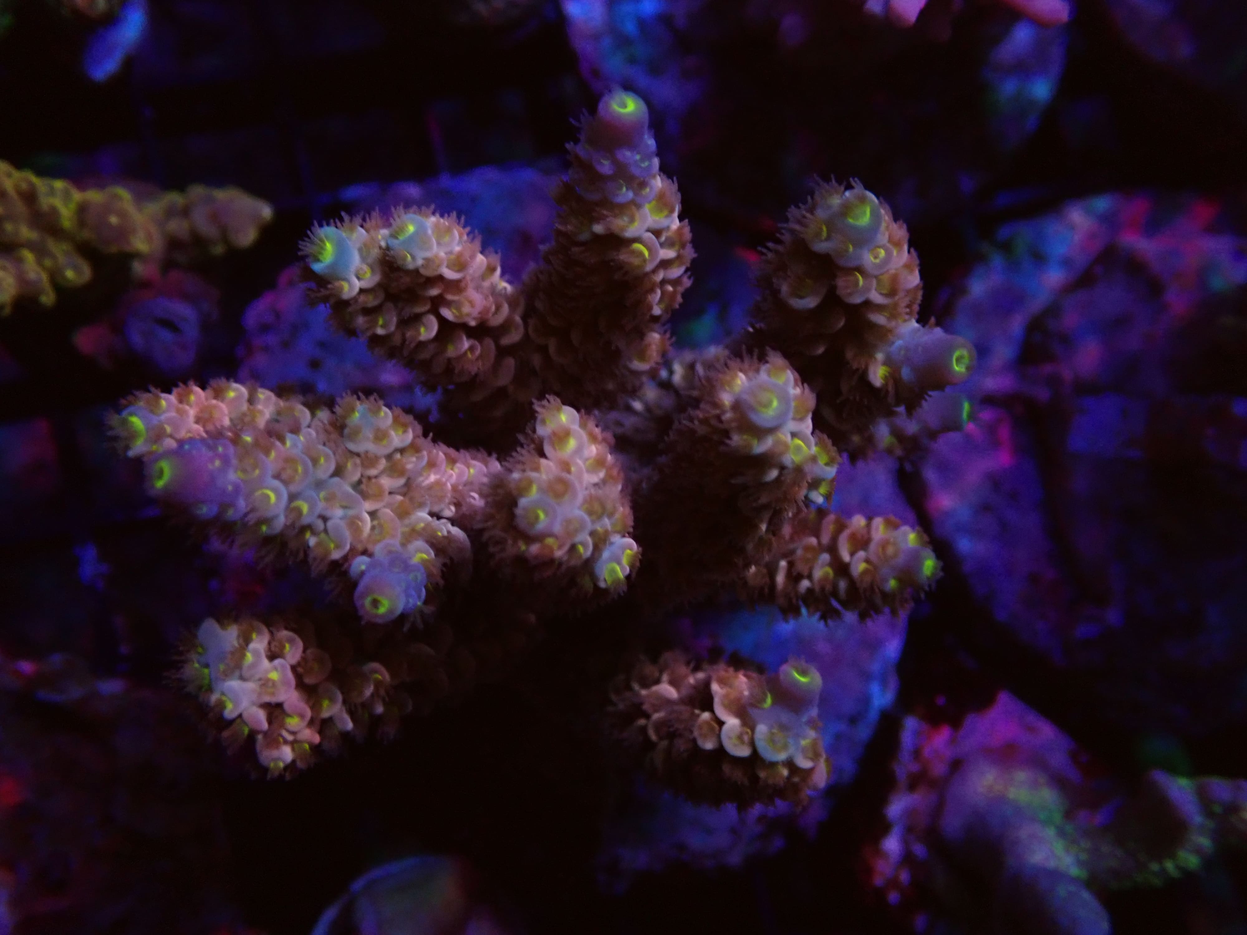 MC Signature Acropora Rainbow 2 DNZ