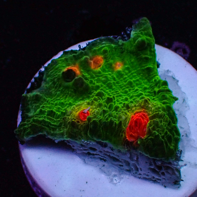 Chalice MC Red Eye Frog Frag 02 Chalice MC Red Eye Frog Frag 02