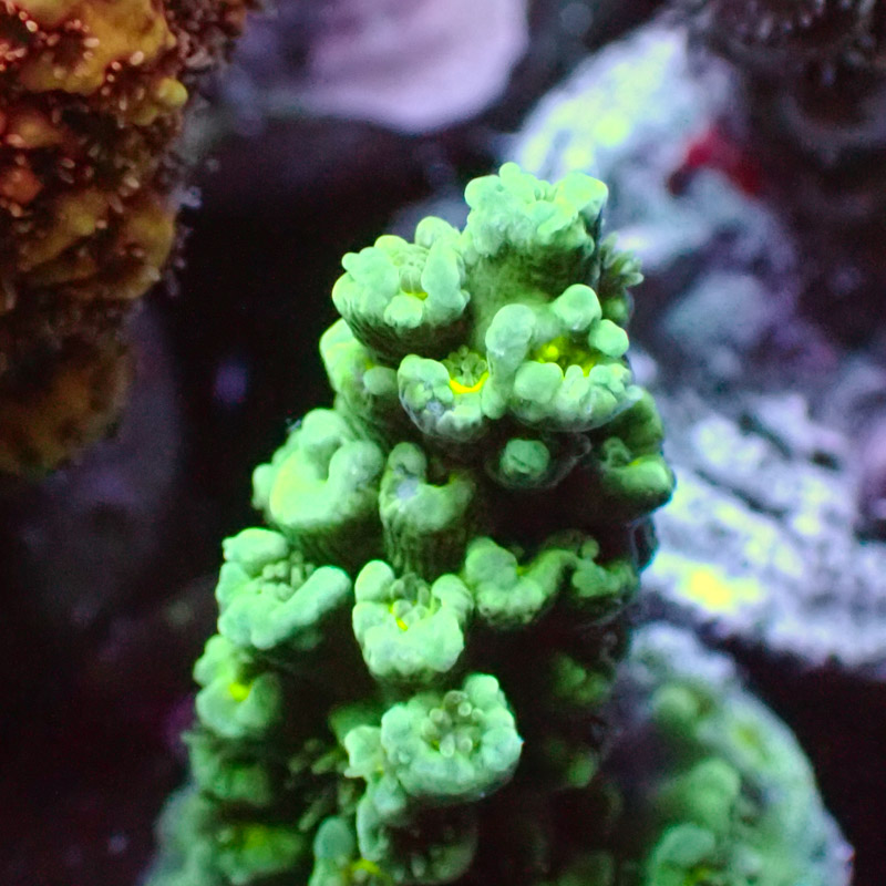 Acropora