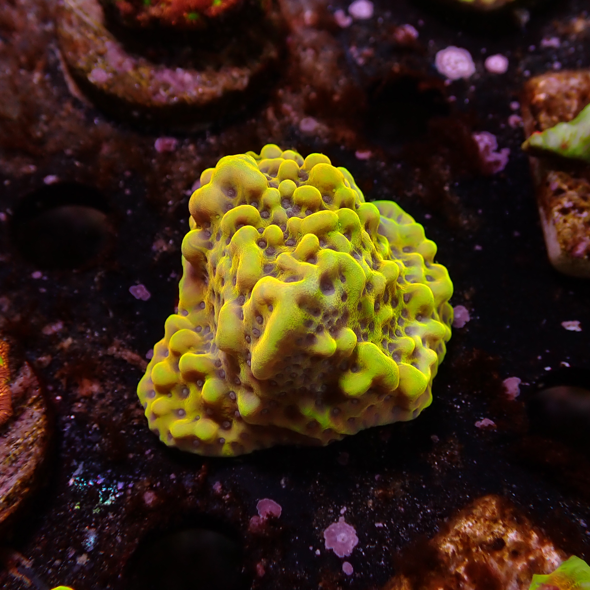 Montipora Crazy T Frag 02