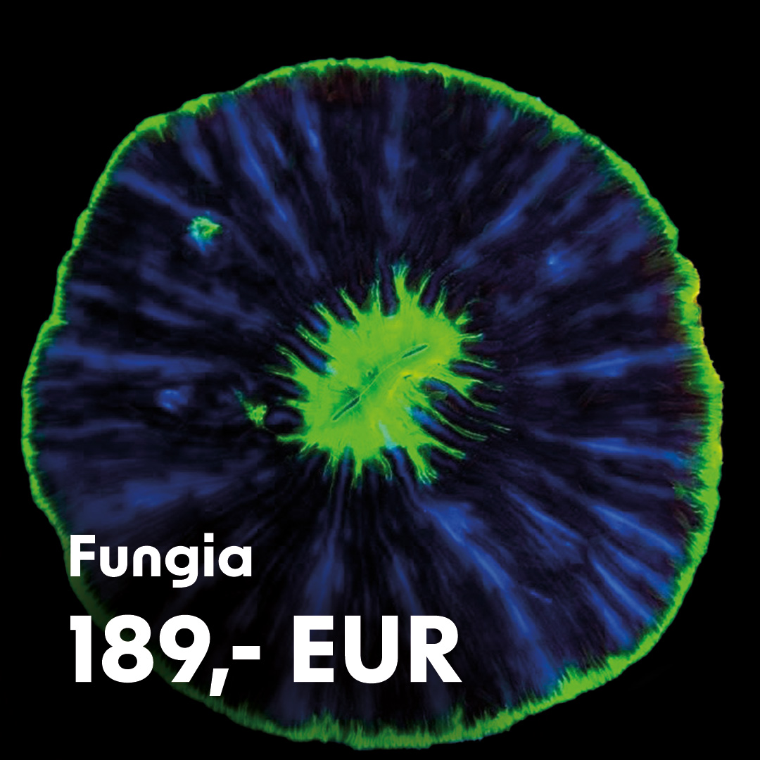 Fungia / selten Fungia / selten