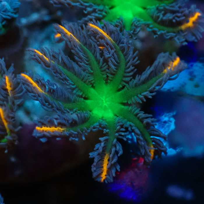 Clavularia MC Tricolor Clavularia MC Tricolor