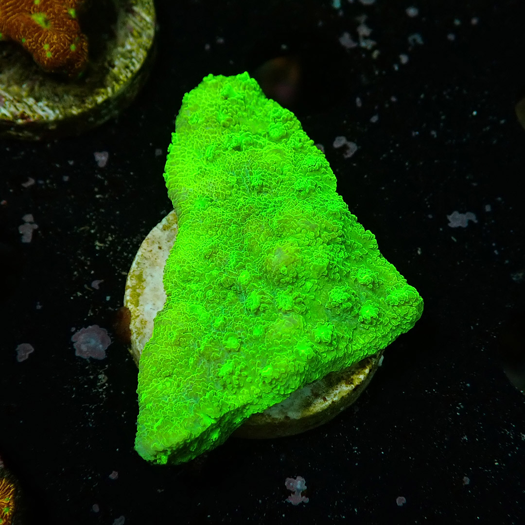 Montipora Toxic Frag 05 Montipora Toxic Frag 05
