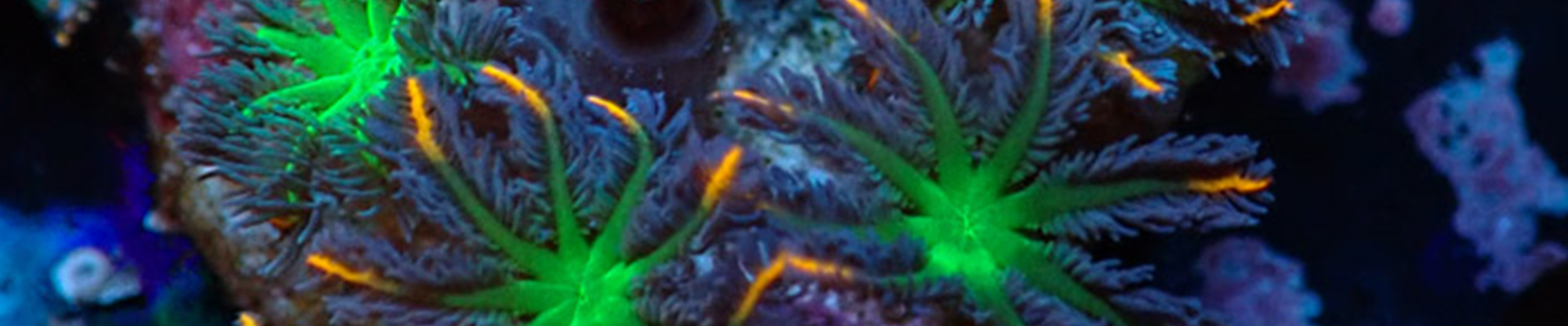 clavularia-kategorie-header Clavularia Weichkoralle in intensivem Grün – lebendige Polypen für dein Riffaquarium