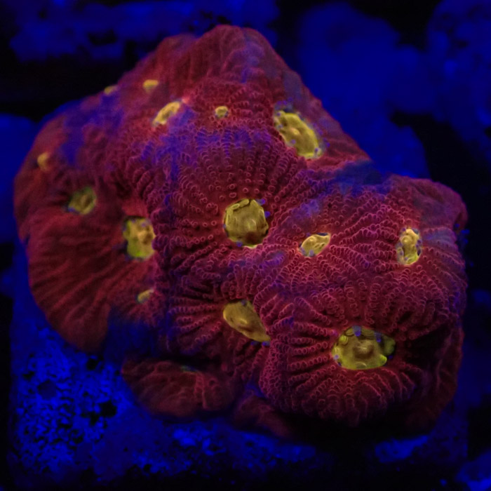 Favia MC Rainbow Skittles Frag 02 Favia MC Rainbow Skittles Frag 02