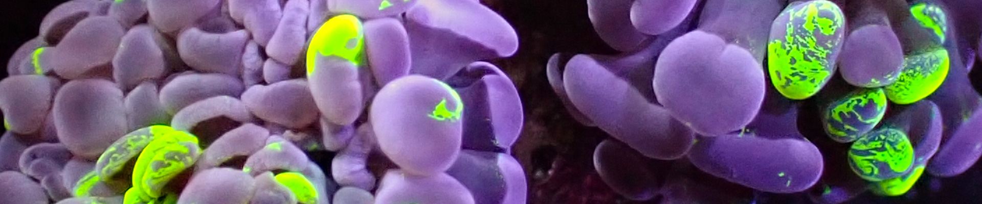 paraancora-kategorie-header Paraancora Koralle mit geschwungenen Tentakeln in Beige-Grün