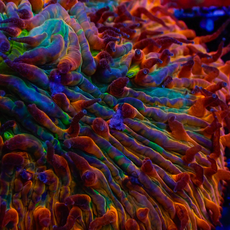 Fungia 24k Rainbow Fungia 24k Rainbow