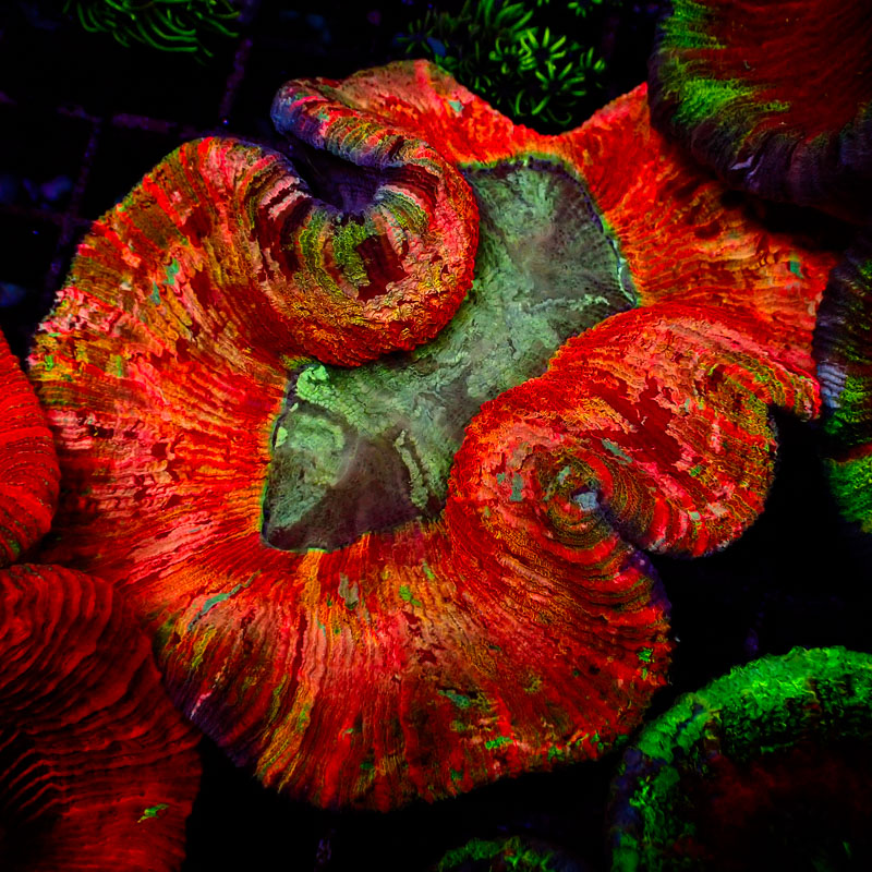 Trachyphyllia Trachyphyllia