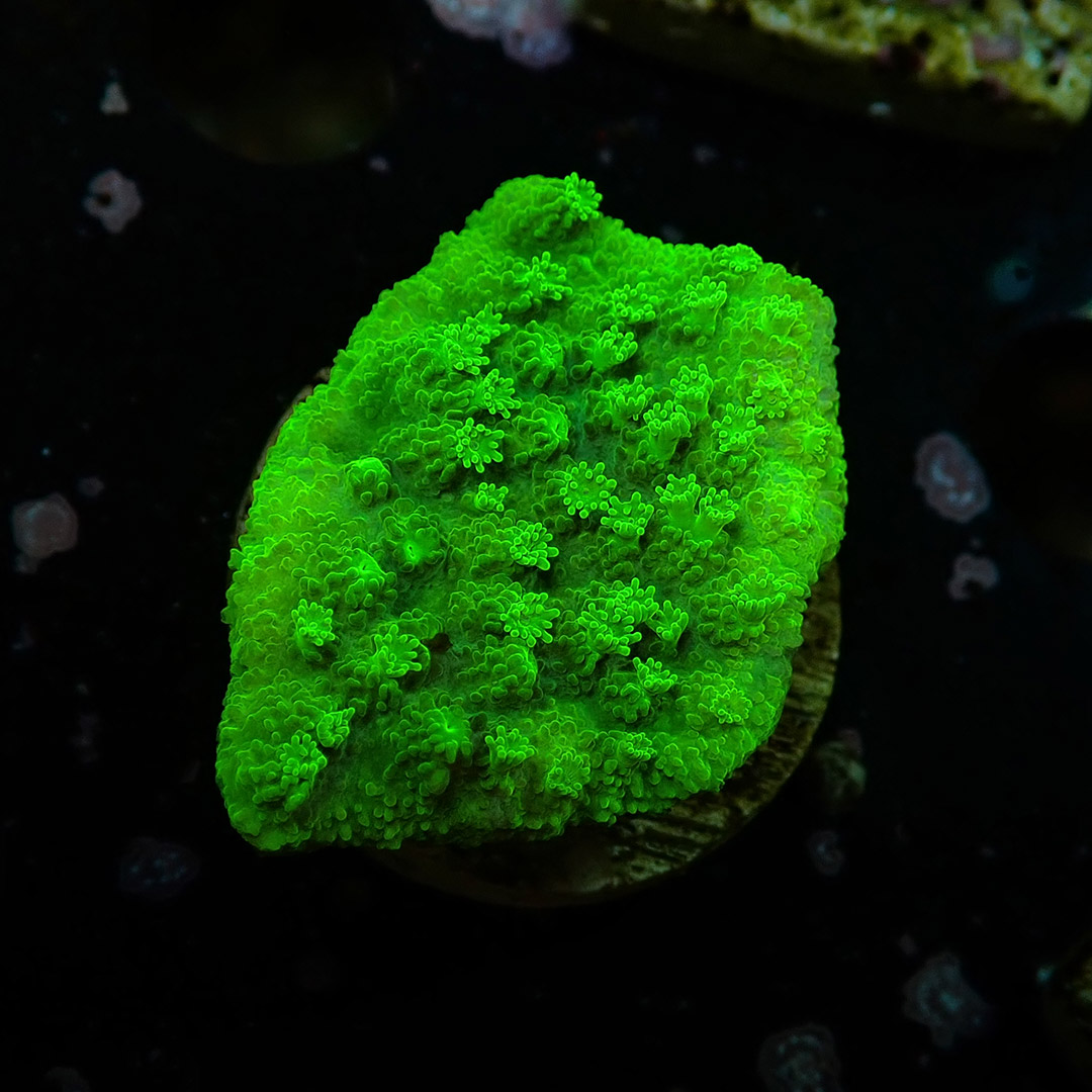 Montipora Toxic Frag 01