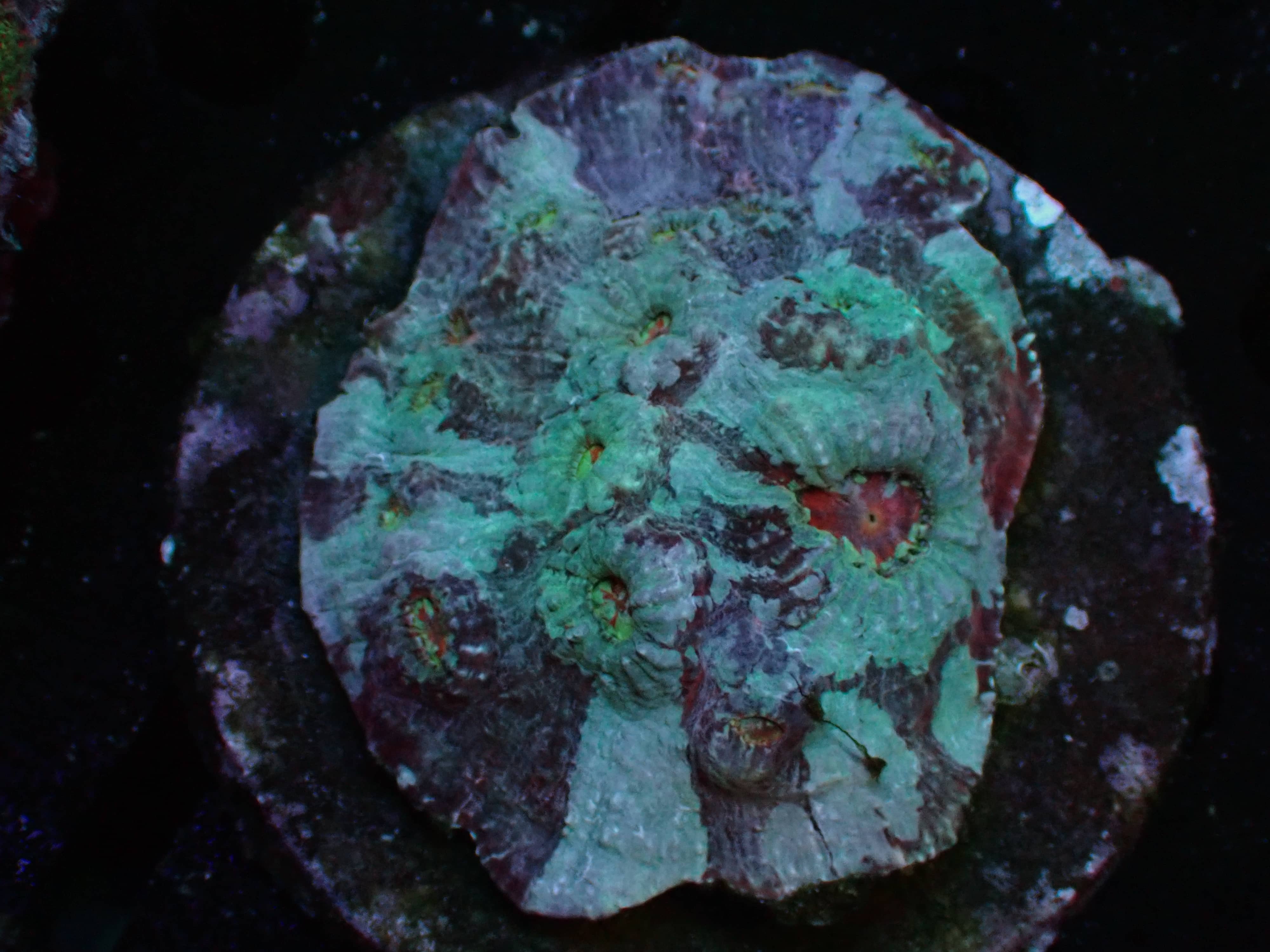 Chalice