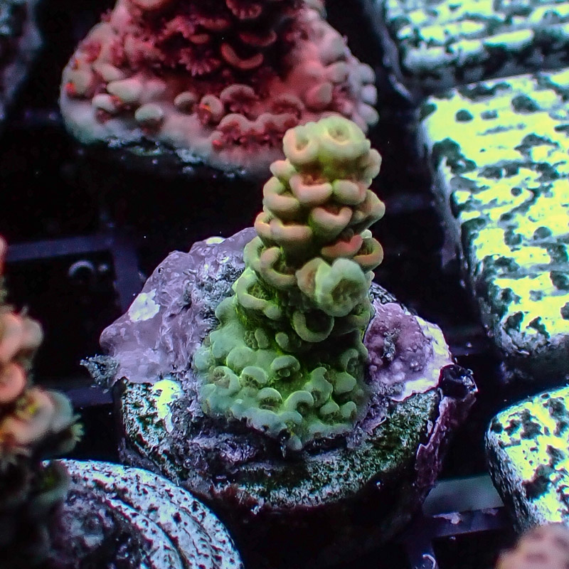 MC Acropora Jawdropper 8 Tricolor DNZ