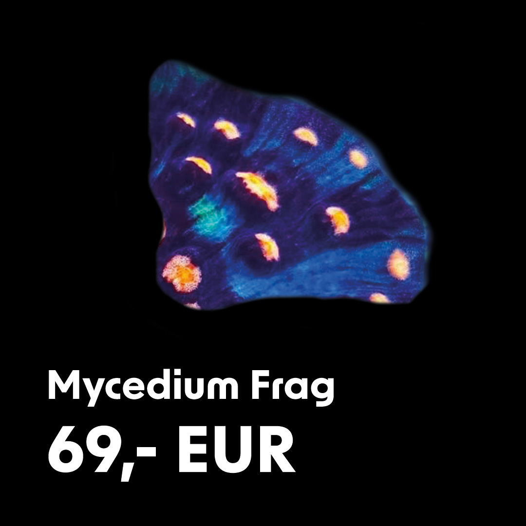 Mycedium Frag Mycedium Frag