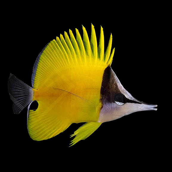 Gelber Langnasen Pinzettfisch Gelber Langnasen Pinzettfisch