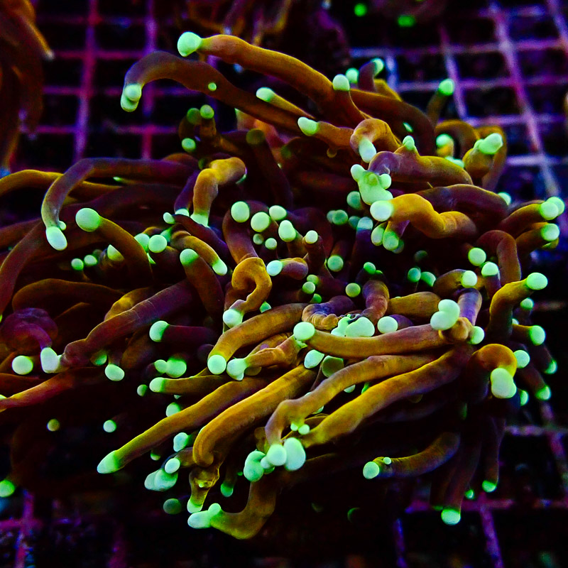 Euphyllia Euphyllia