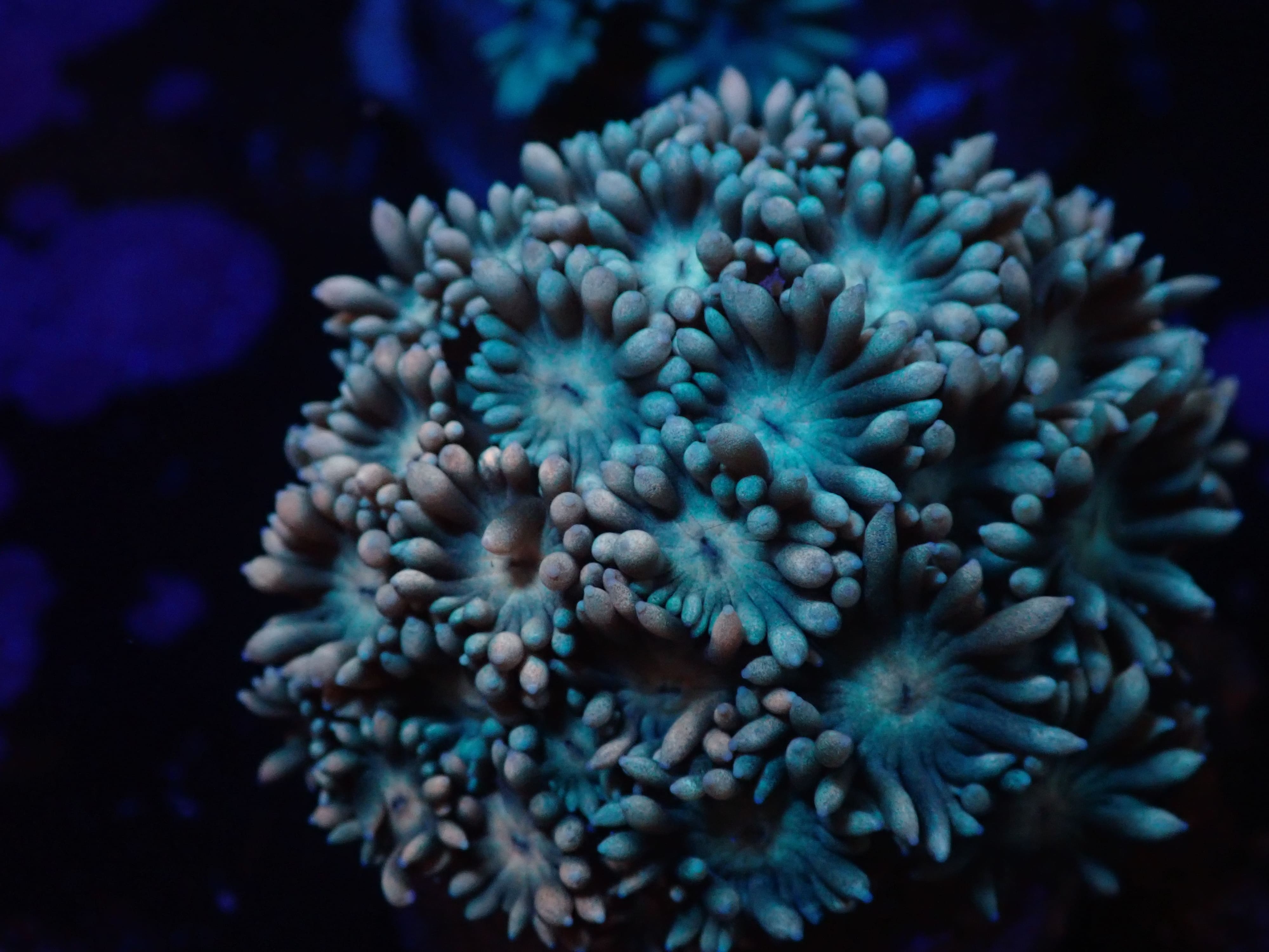 Goniopora rosa hellblau DNZ Goniopora rosa hellblau DNZ