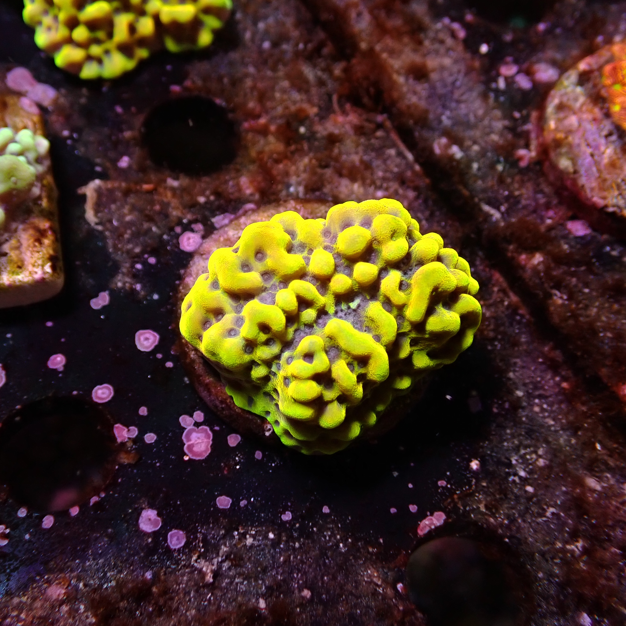 Montipora Kung Pao Frag 02 Montipora Kung Pao Frag 02
