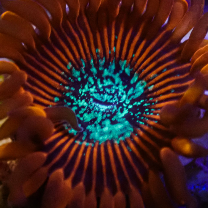 Zoanthus MC Red Magician